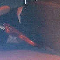  : Gallery : collection : 2003 : 01 : eye60.jpg