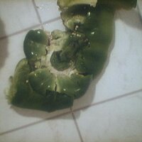  : Gallery : collection : 2005 : 07 : Reebok34.jpg