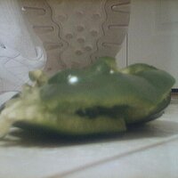  : Gallery : collection : 2005 : 07 : Reebok35.jpg