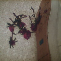  : Gallery : collection : 2005 : 07 : TOF00011.JPG