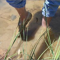  : Gallery : original : 2013 : 07 : silvr69j.jpg