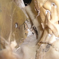 P1010075.JPG