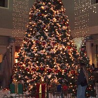 big tree @ skagit mall 001.jpg