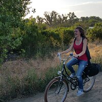 dutch-bike-trees-1-1.jpg