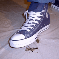 locust under converse allstars 2 (gross).gif