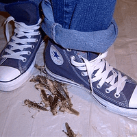 locust under converse allstars 1  (gross).gif